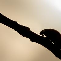 Ladybird Silhouette 